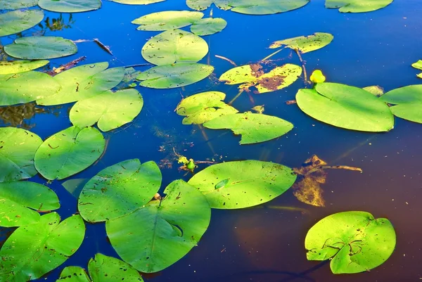 Green leaves of water lilies on a water — Stock Photo, Image