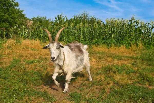 Koza na pastwiskach — Zdjęcie stockowe