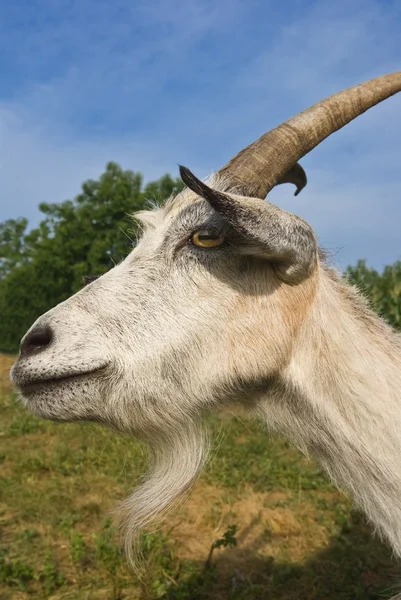 Głowa kozy — Zdjęcie stockowe