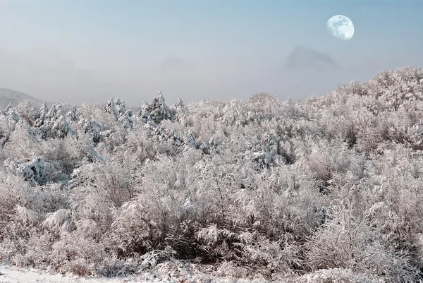 Winter forest under a moon — Stock Photo, Image