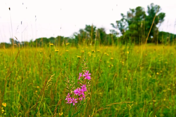 stock image Summer field with flowers