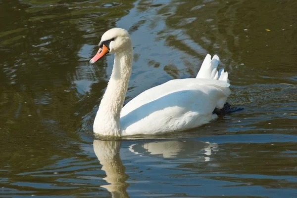 Cisne branco em uma água — Fotografia de Stock