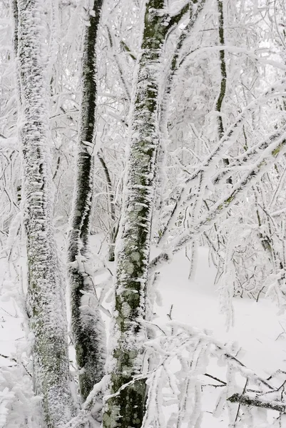 Vintern tyst — Stockfoto