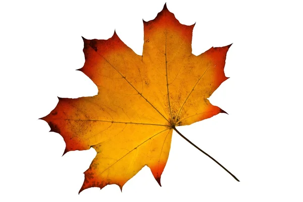Red maple leaf on a white background — Stock Photo, Image