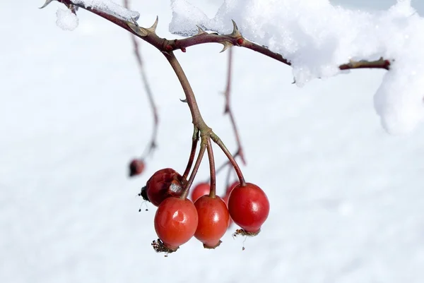 Ripe berries of wild rose in winter