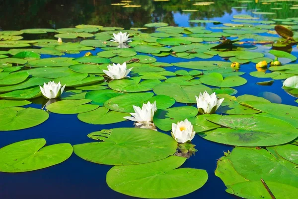 Mooie water lelies op een meer — Stockfoto