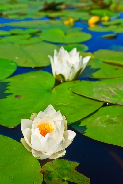Closeup lily floating on a water — Stock Photo, Image
