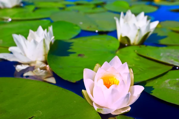 Roze water lily in een meer — Stockfoto