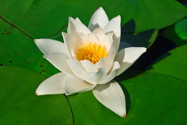 Белая лилия на зеленом листе — стоковое фото