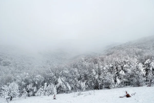 Nebel über dem Winterwald — Stockfoto