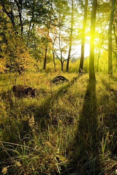 Morgon i en skog — Stockfoto