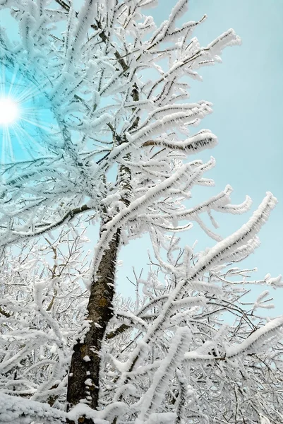Inverno mistico — Foto Stock