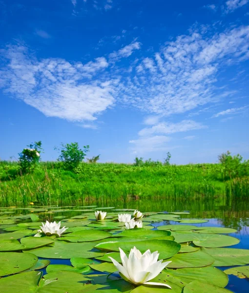 Лилии на озере — стоковое фото