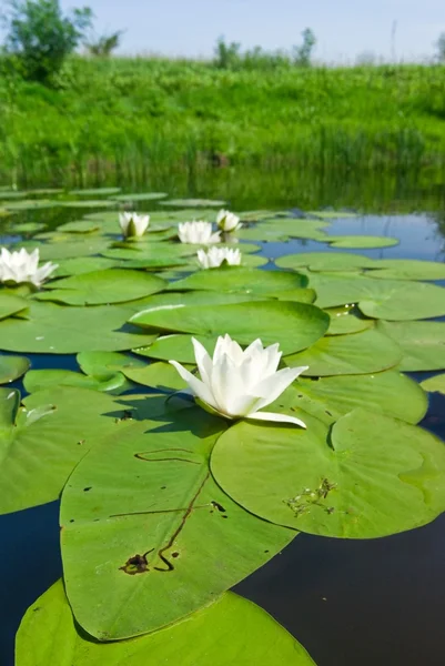 Beautiful white lily on a lake — Stock Photo, Image