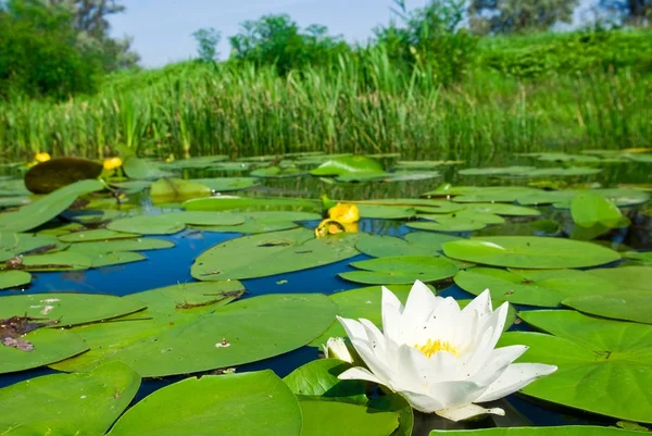 Summer river with lilies — Stock Photo, Image
