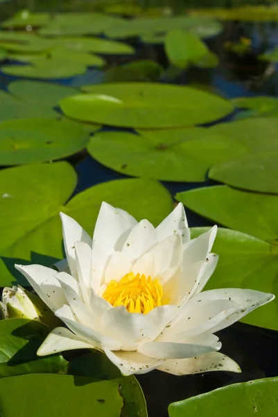 Closeup white lily — Stok fotoğraf