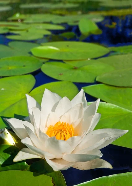 Schöner Lotus in einem Wasser — Stockfoto