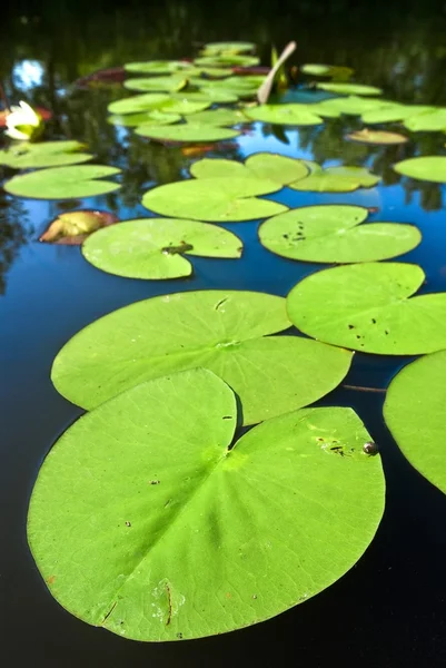 Feuillage de plantes aquatiques vertes sur une eau — Photo