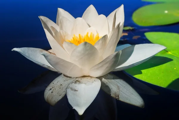Hvid lilje på blåt vand - Stock-foto