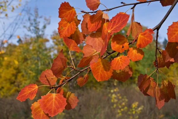 Red autumn aspen leaves — Stock Photo, Image