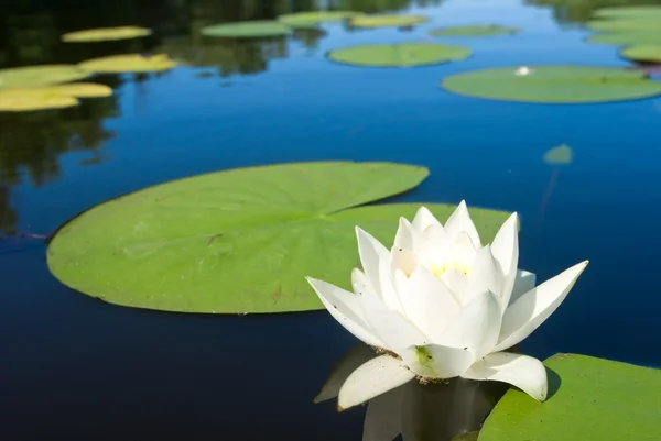 Bílá lilie, plovoucí na vodě — Stock fotografie
