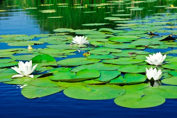 Weiße Lilien in einem Wasser — Stockfoto