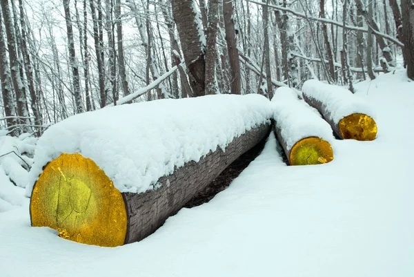 Baumstämme sind versteckter Schnee — Stockfoto
