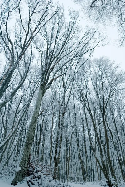 자 숲 — 스톡 사진