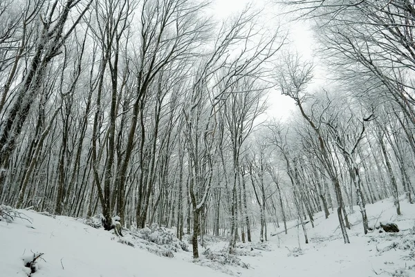 冬の谷 — ストック写真