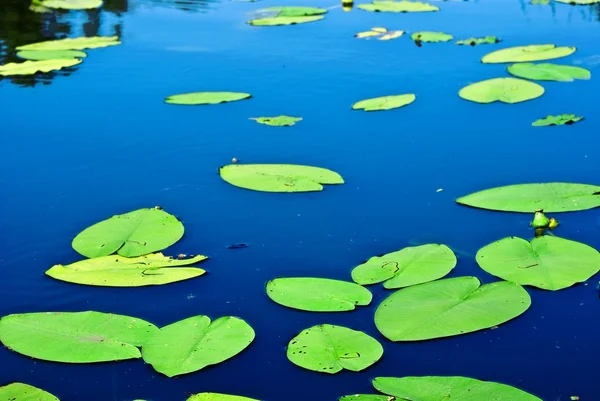 Zelená waterplant lieves na vodě — Stock fotografie