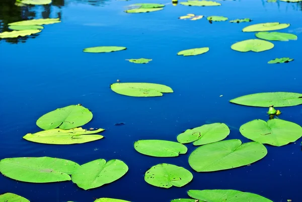 stock image Green waterplant lieves on a water