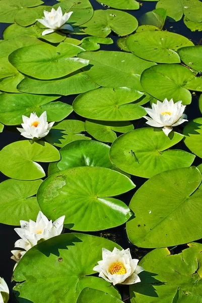 Hermosos lirios en un lago entre hojas —  Fotos de Stock