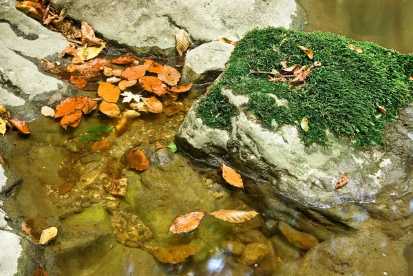 Herbstblätter treiben im Wasser — Stockfoto