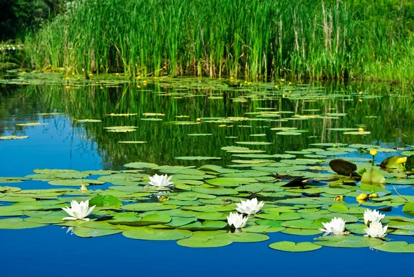 Lilies on a water — Stock Photo, Image