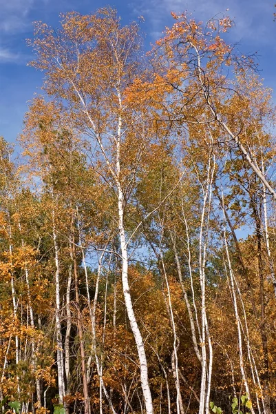Herbst-Birkenhain — Stockfoto