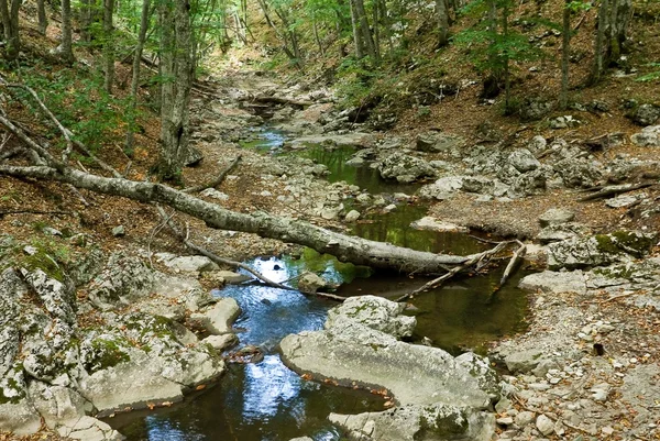Река в горном лесу — стоковое фото