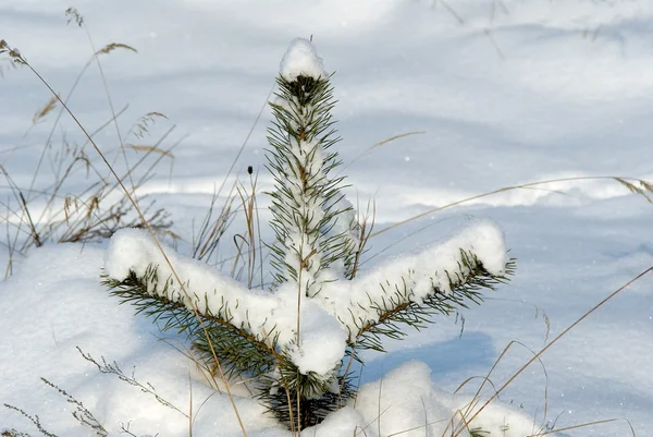 Kiefernbäumchen im Winter Stockbild