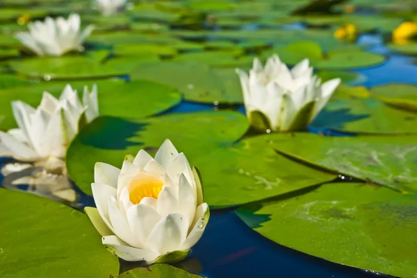 Closeup white lilies — Stock Photo, Image
