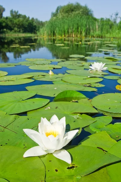 Closeup water lily on a lake — Stock Photo, Image