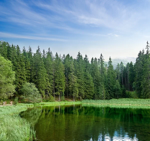 Lago em uma floresta de verão — Fotografia de Stock