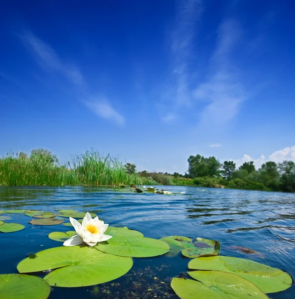 Летняя река с лилиями — стоковое фото