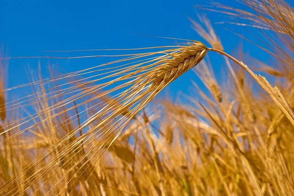 Espigas de trigo sobre un fondo azul del cielo —  Fotos de Stock