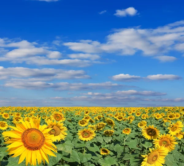 Mooie zomerse zonnebloem veld — Stockfoto
