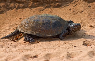 Turtle op een zand