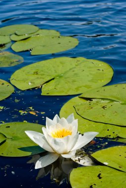 Beautiful white lily