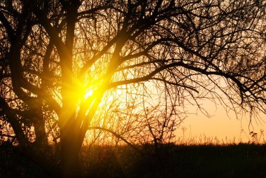 ağaç dalları ile iterek akşam güneşi