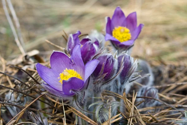 Schöne violette Frühlingsblumen — Stockfoto