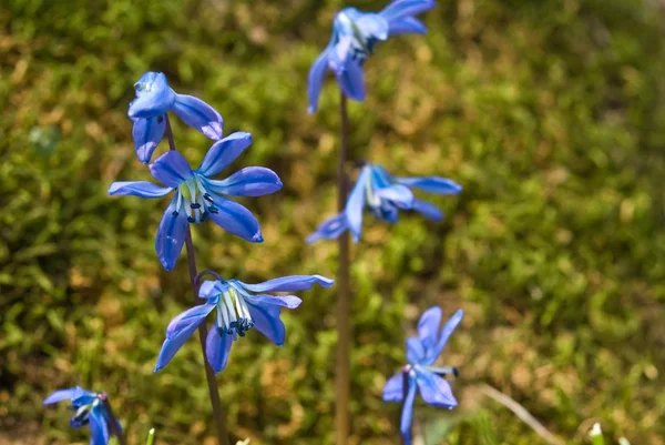 stock image Blue snowdrops