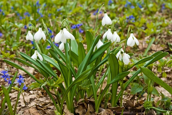 Kaunis lähikuva kevät lumikelloja — kuvapankkivalokuva