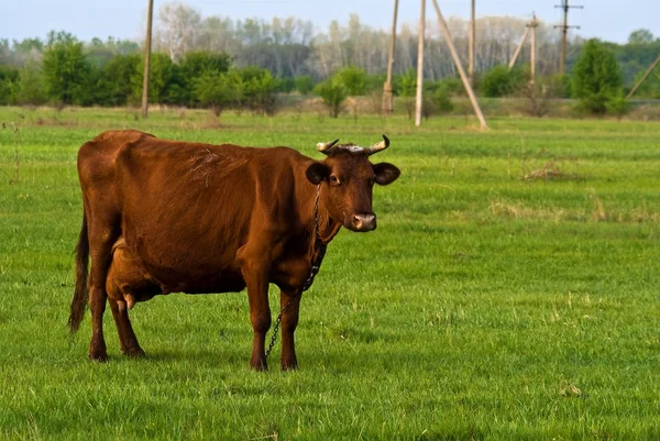 Kráva na zelené pastviny — Stock fotografie